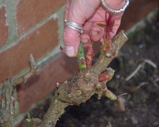 removing ingrowing rose shoots in late winter