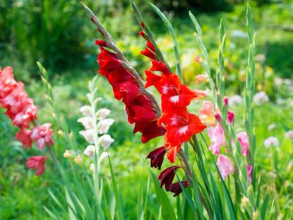 Yellowing Leaves On Gladiolus Plants