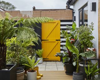 Mono stripe garden fence with yellow backyard door, and lush tropical plants.