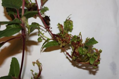 Fuchsia Gall Mites