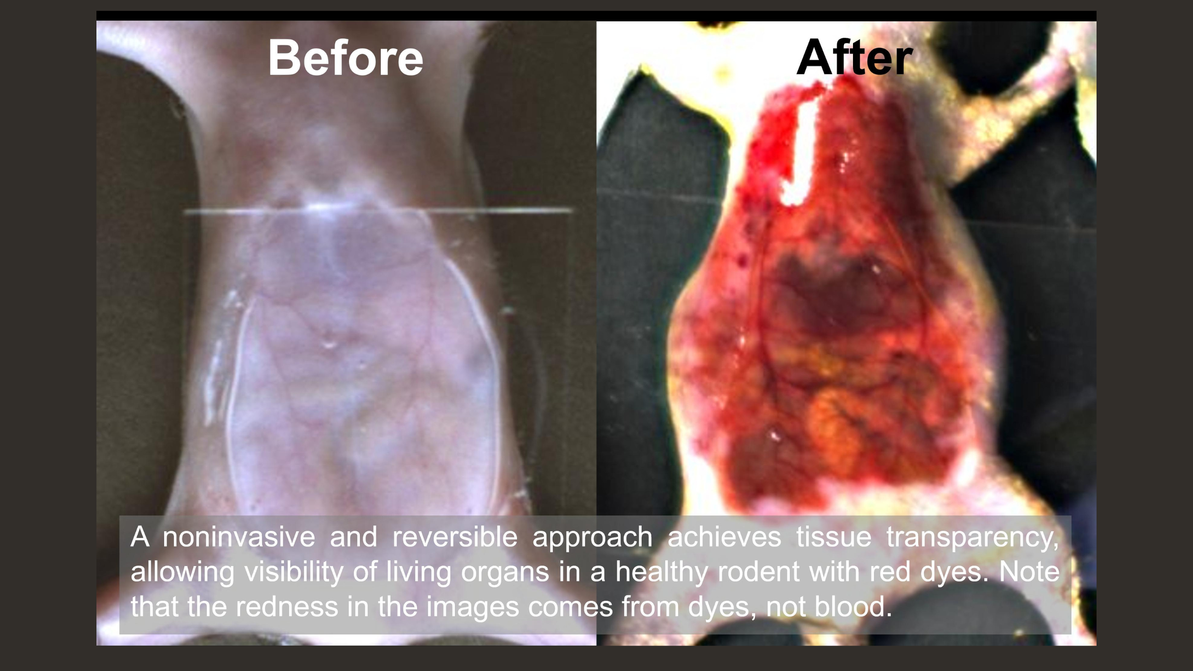 Duas imagens lado a lado do abdômen de um camundongo antes (à esquerda) e depois (à direita) do tratamento com a nova solução. Na imagem da esquerda, o abdômen do camundongo parece normal, enquanto na imagem da direita o abdômen é vermelho brilhante e os órgãos dentro dele podem ser vistos.