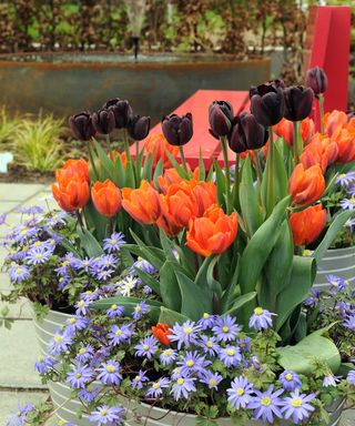 bright red tulips, dark tulips, and blue anemones in pot