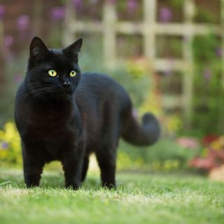 Black cat in garden