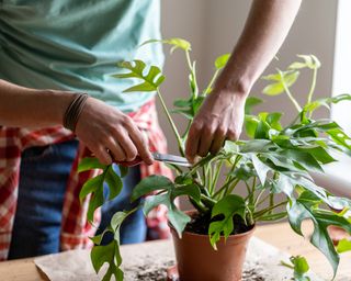 Man prunes houseplant with scissors