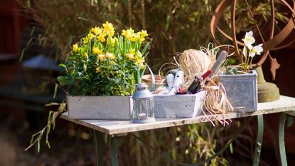 Large grey pot plants with daffodiles growing in them, positioned on a small wooden table in a garden