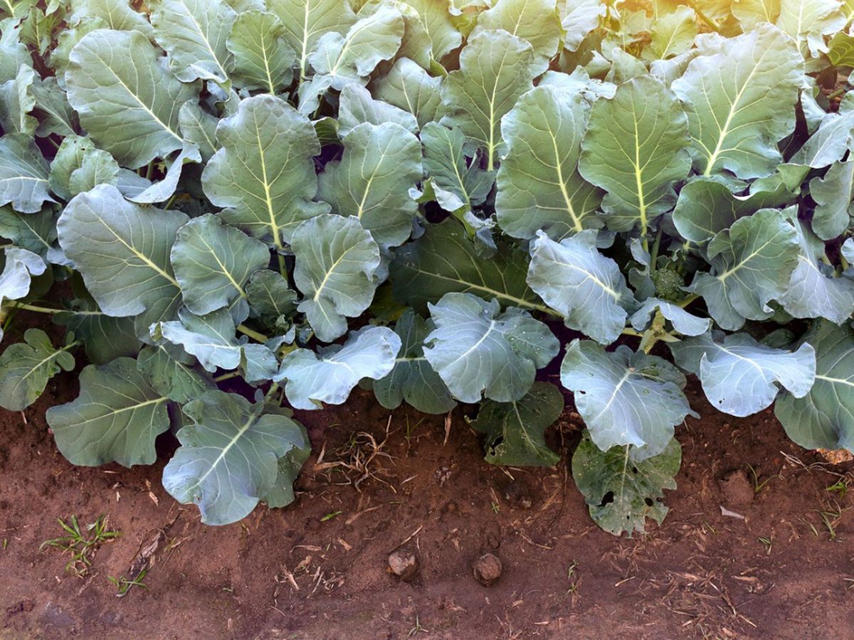 Harvesting Broccoli Leaves What Can Broccoli Leaves Be Used For