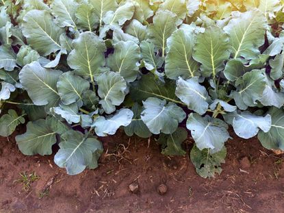 Big Broccoli Leaves