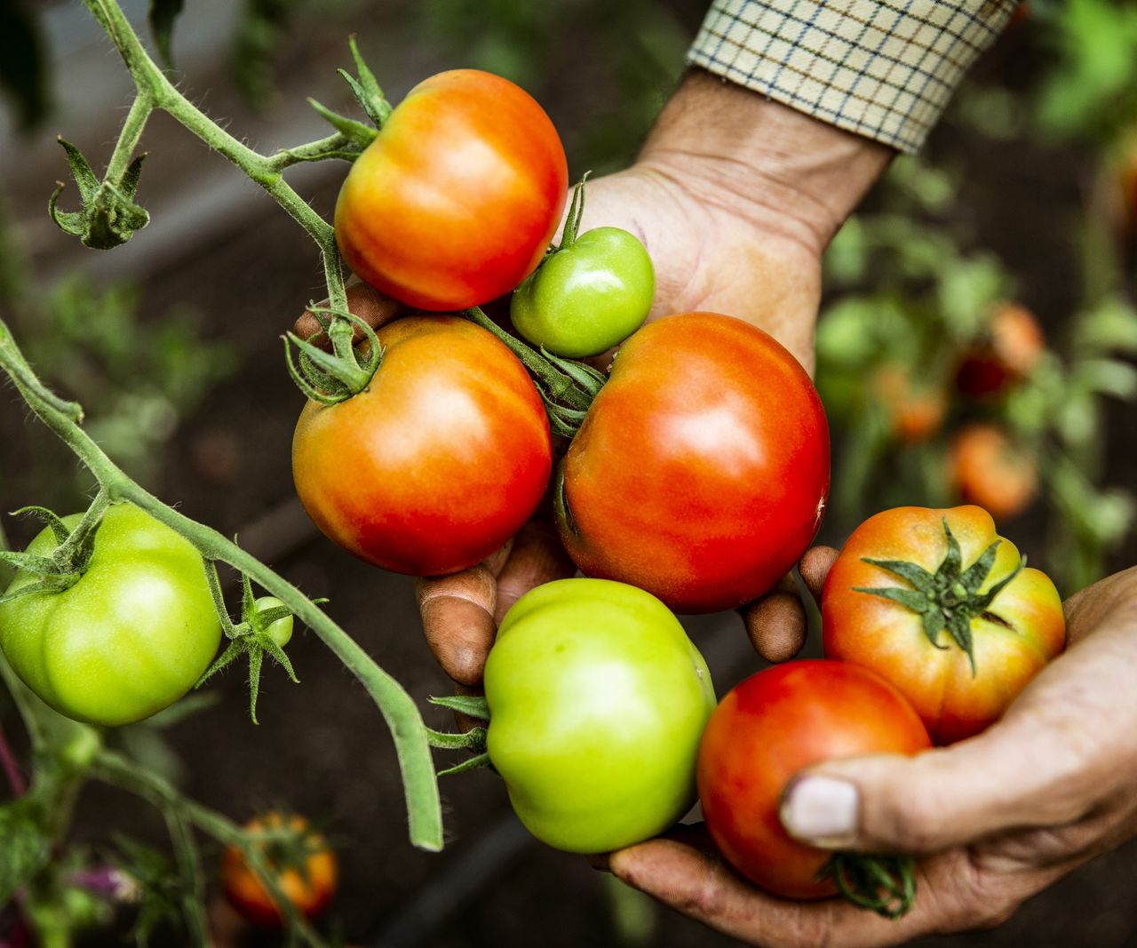 How to fertilize tomatoes expert tips for a bumper harvest Homes