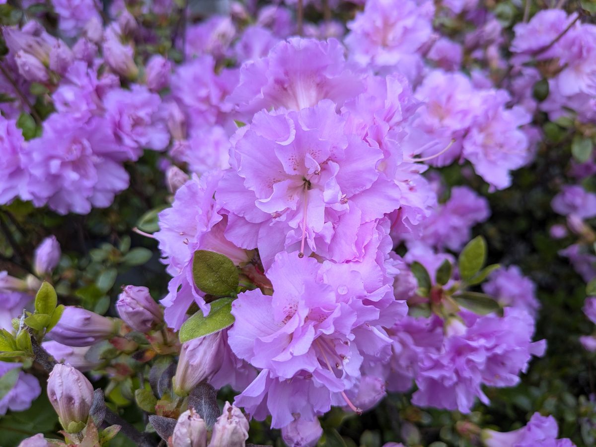 Google Pixel 8a closeup sample.