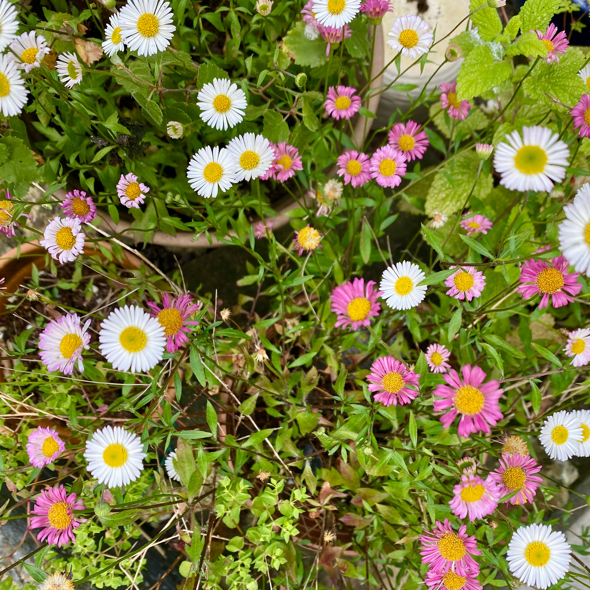 Mexican fleabane in pots