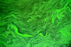 Blue-green algae (cyanobacteria) bloom.