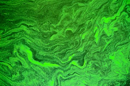 Blue-green algae (cyanobacteria) bloom.
