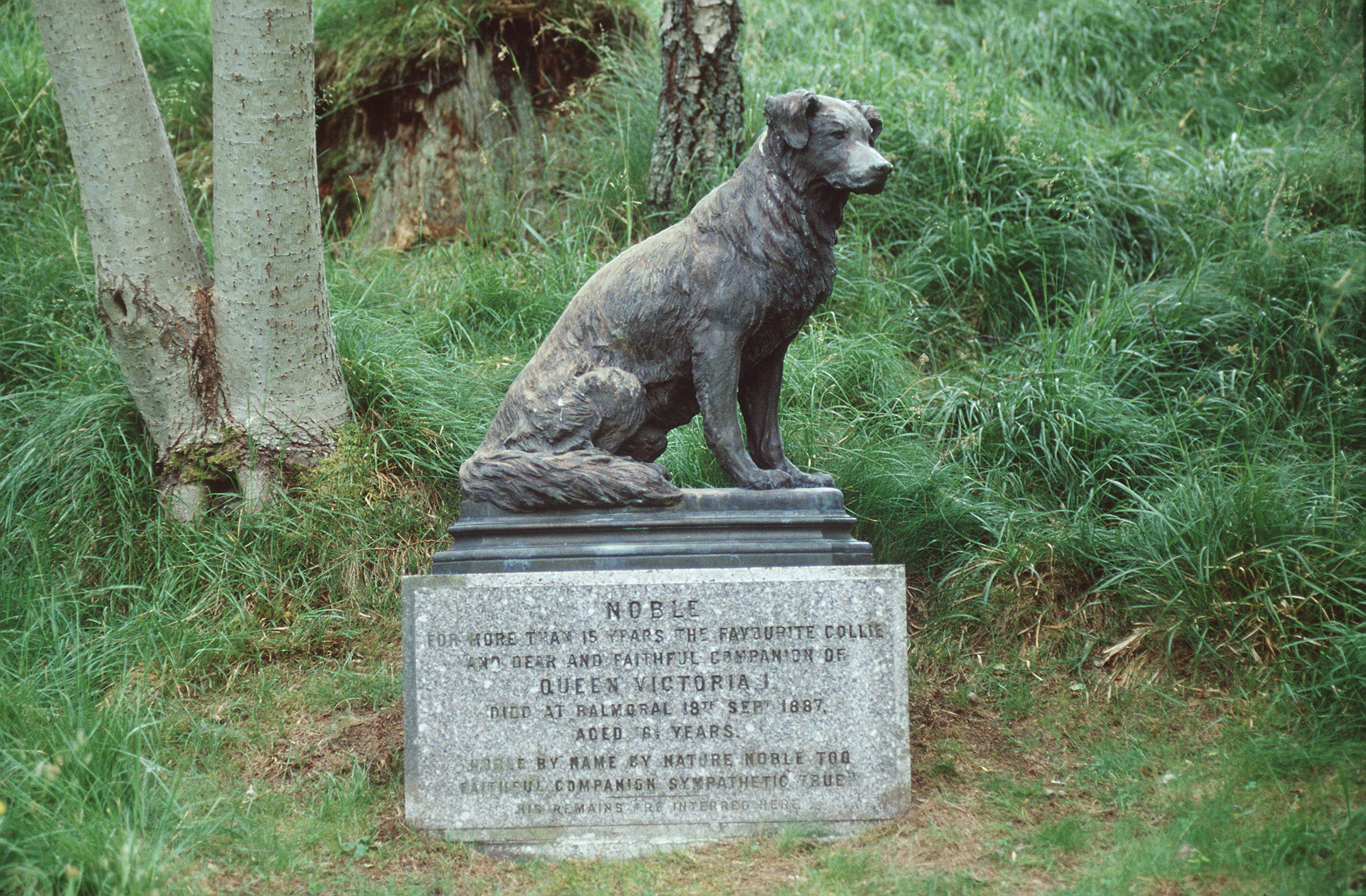 Three historical images showing Queen Victoria with her border collies: a studio portrait of the Queen seated in mourning dress with a border collie at her feet; a photograph of her standing beside another border collie placed on a small upholstered stool; and a statue of Noble, her beloved border collie, set on a stone plinth in a wooded area at Balmoral.