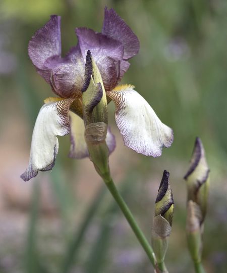 A close up or a singular purple flowering bearded iris in flower, blurred flowers and greenery in the background.