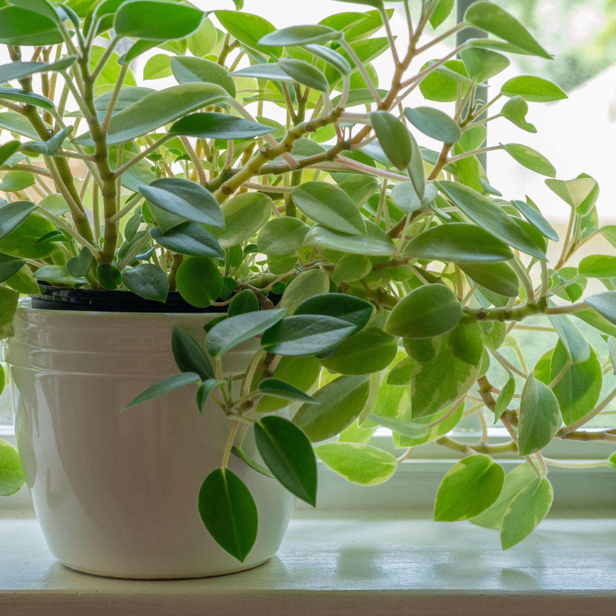 peperomia houseplant on window sill