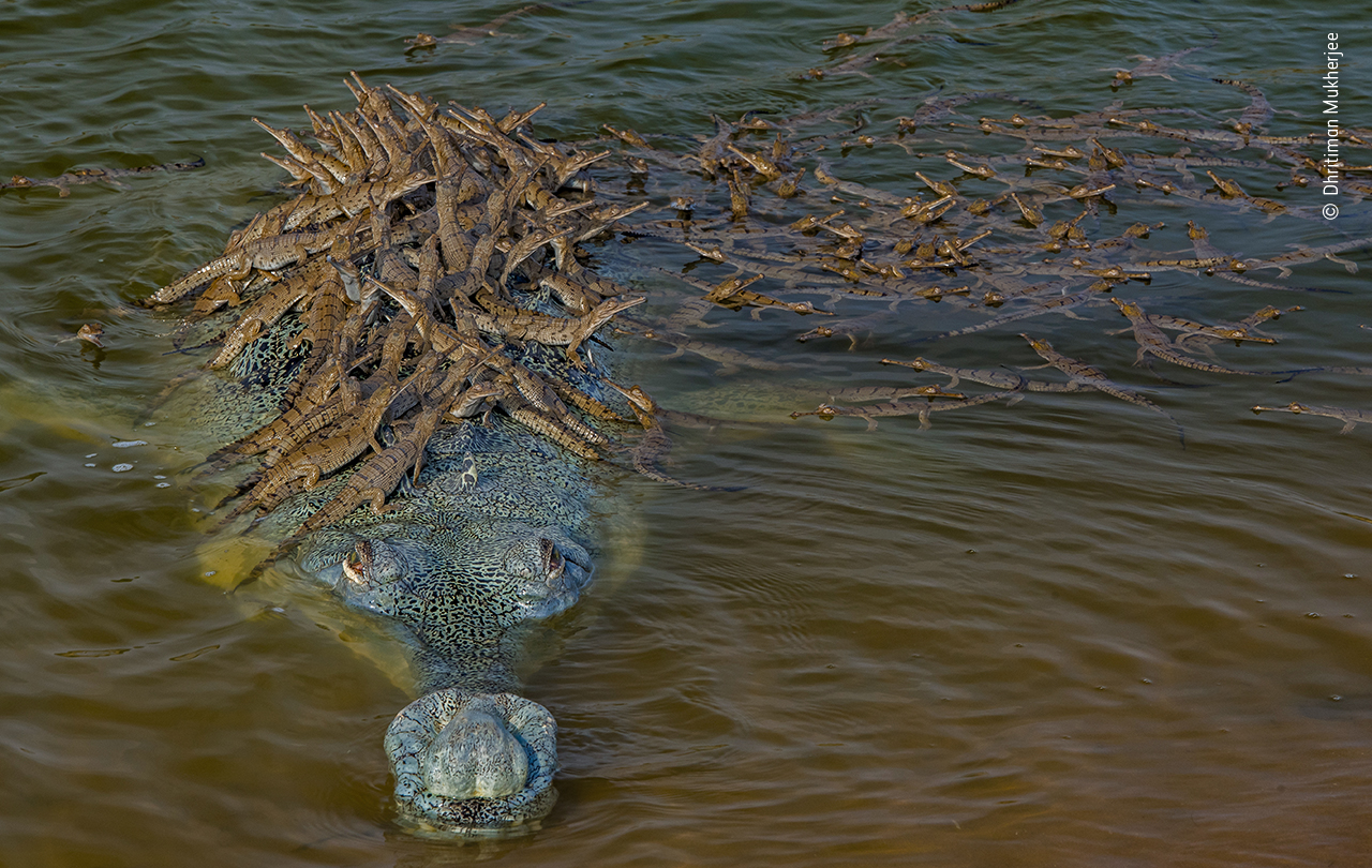 Wildlife Photographer of the Year