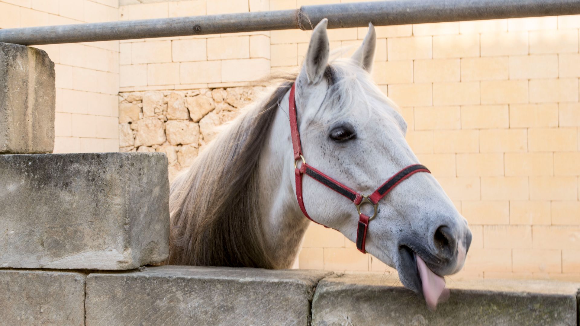 grey horse with tongue out