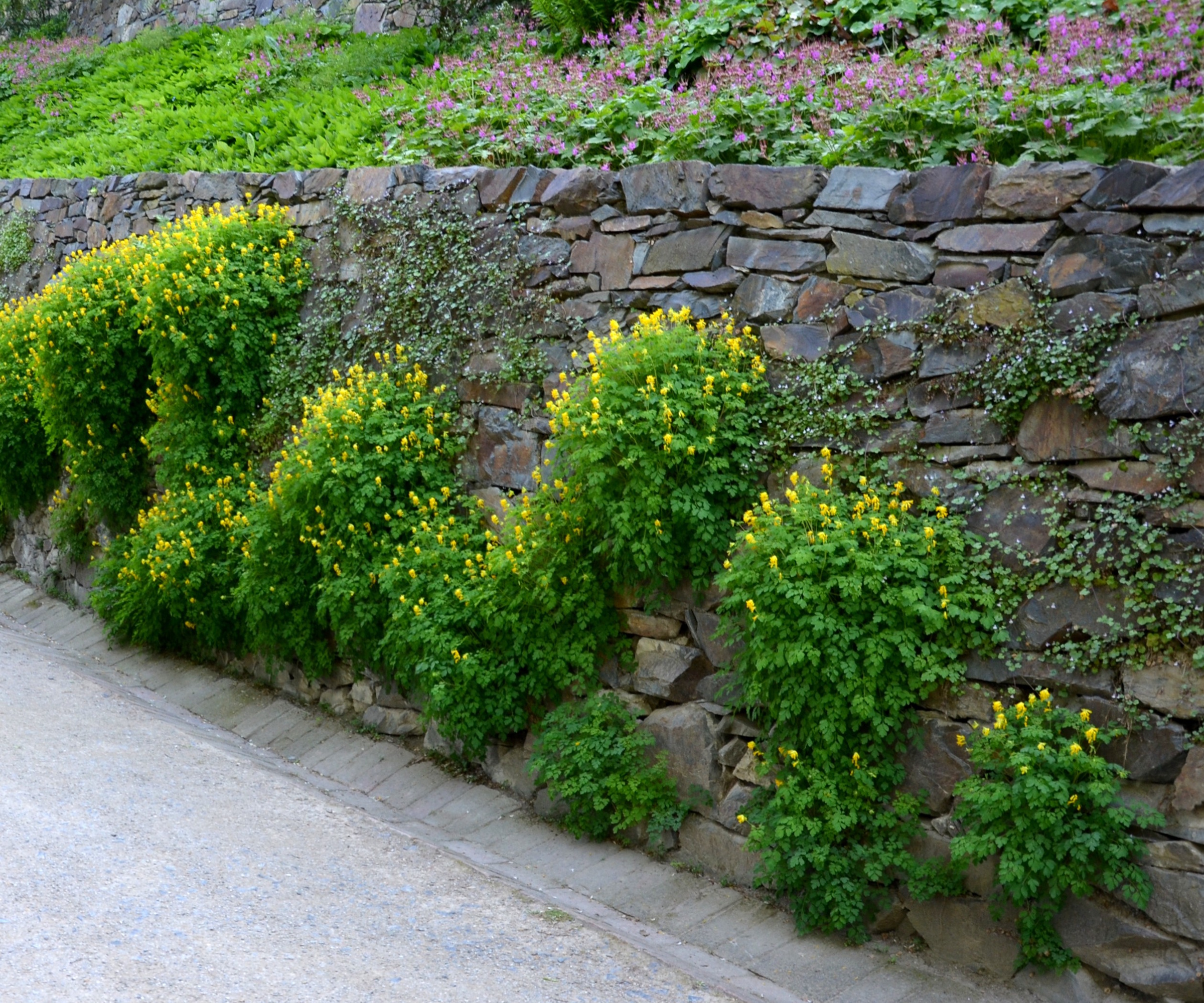 Corydalis in bloom with yellow flowers cascading across a garden retaining wall