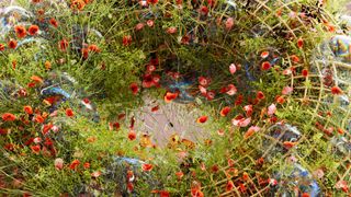 An abstract concept showing a ring of grass and plants covered in bright red flowers