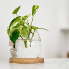 Pothos growing in water