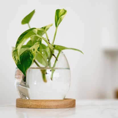 Pothos growing in water