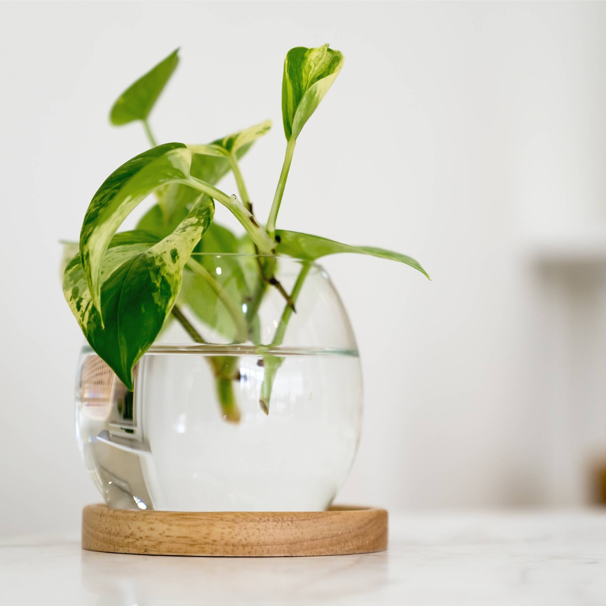 Pothos growing in water