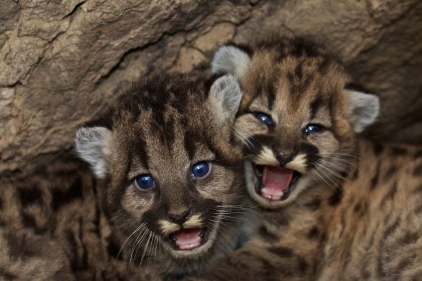 In Photos Elusive Mountain Lions Come Out Of Hiding Live Science