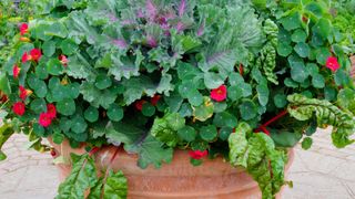 nasturtiums, cabbage and Swiss chard in a large container
