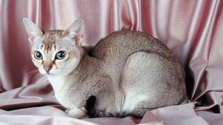 short-haired beige cat crouching on a pink cloth. the cat has huge eyes and pointy ears.