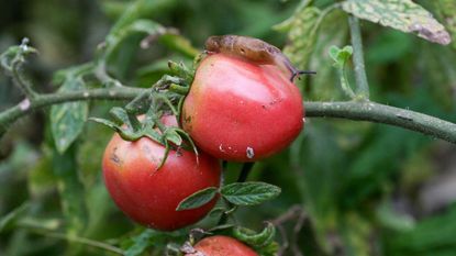 slug on tomato