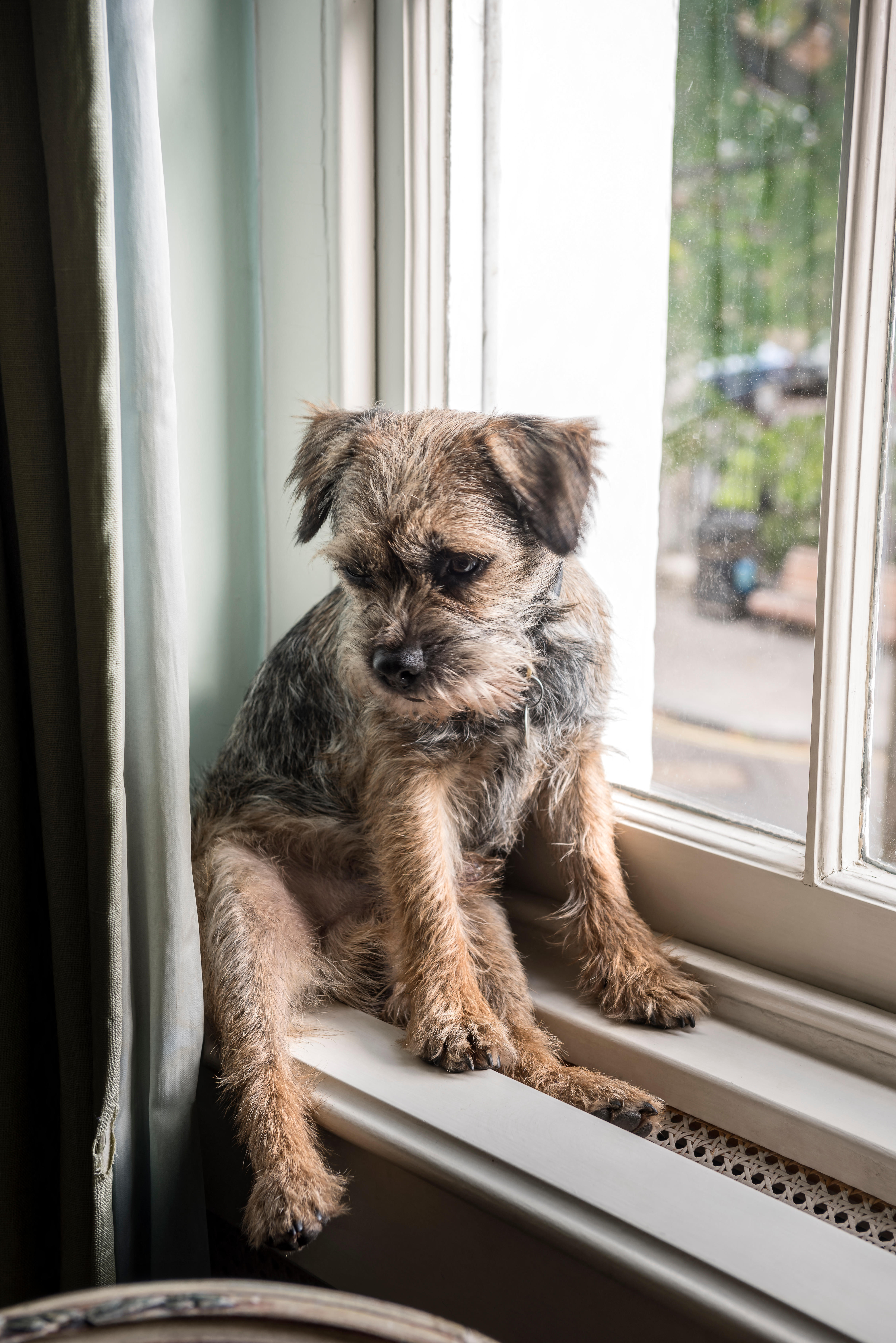Small border terrier sitting on a window sill overlooking a road