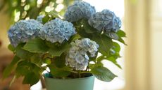 blue potted hydrangea indoors