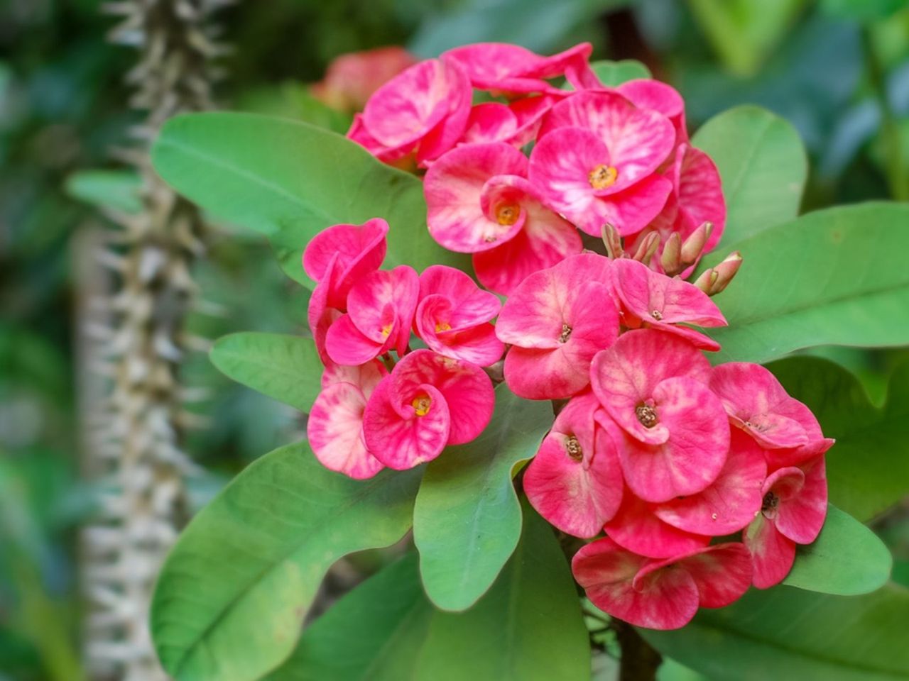 Pink Flowered Dazzling Succulent Plant