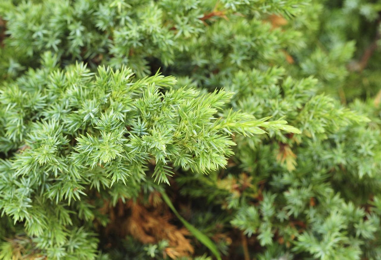 Green Juniper Plants