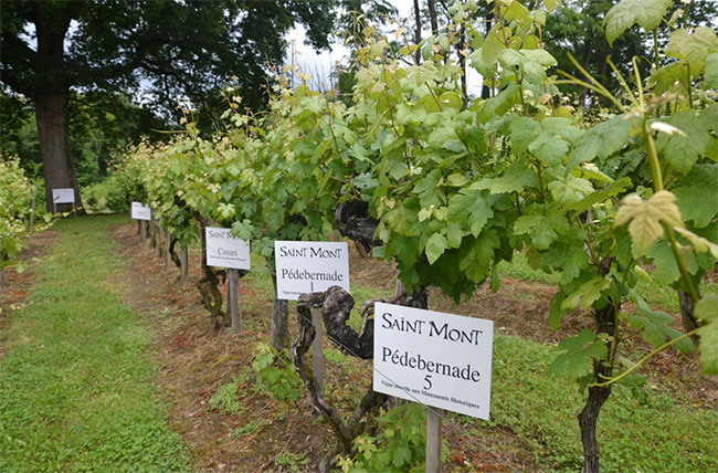 P&eacute;debernade vineyard, tardif