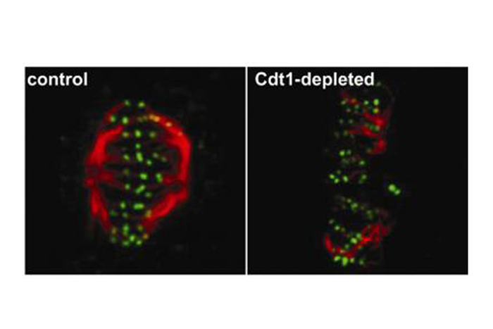 Both cells are in metaphase