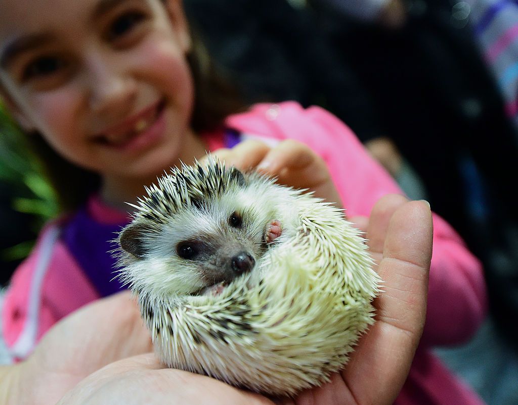 A baby hedgehog.