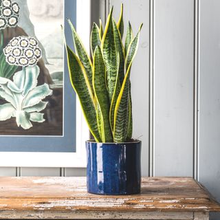snake plant in glossy blue ceramic pot on rustic wooden table in room with panelled walls