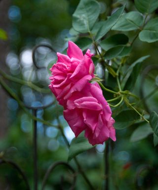 fragrant rose Rosa ‘Zephirine Drouhin’