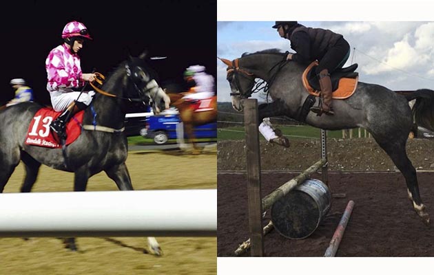 “Hero is a rising five-year-old Flat racehorse. He raced as a three- and four-year-old and I’ve now had him a year and a half. He had never done flatwork or jumped before I got him and as you can see he is amazing at both! He was first and second in his first two dressage competitions in Ireland. He is only a little guy at 15.1hh, but he has a huge heart and I absolutely love him!” — Ashleigh Hughes Lordan