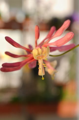 Best climbing plants - honeysuckle