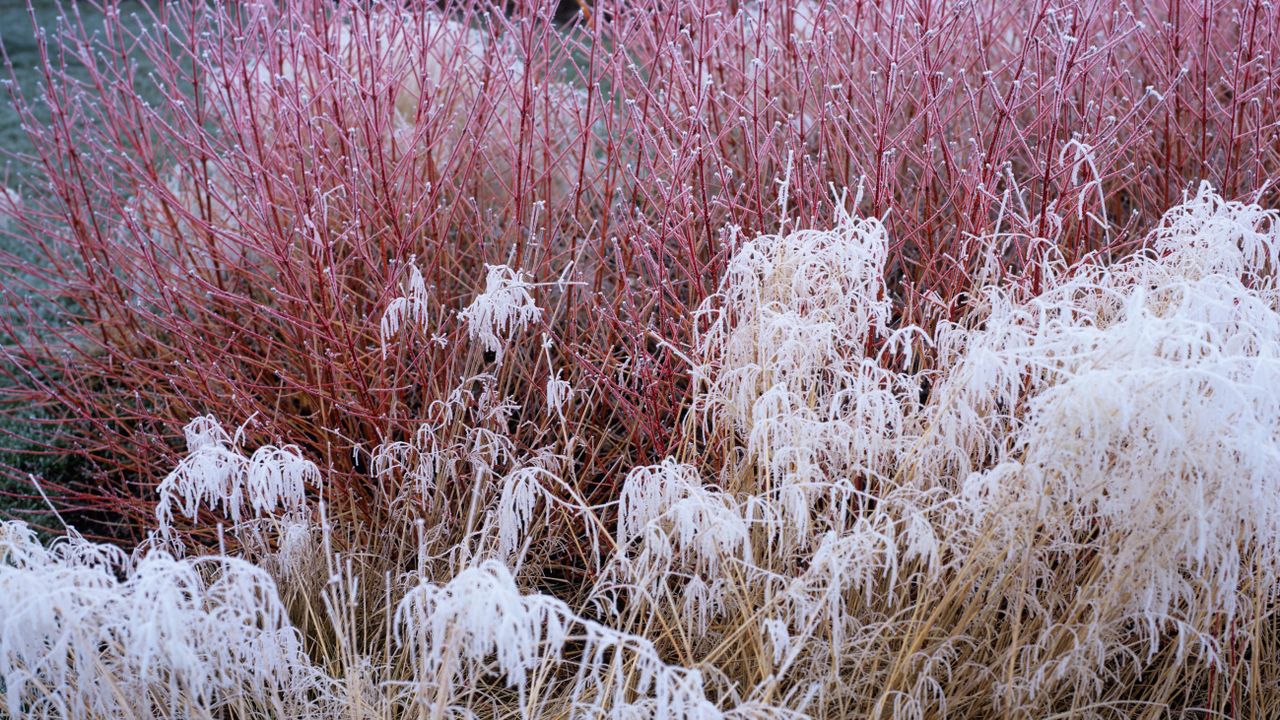 winter plants caught in hoar frost