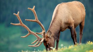 Bull elk grazing in field