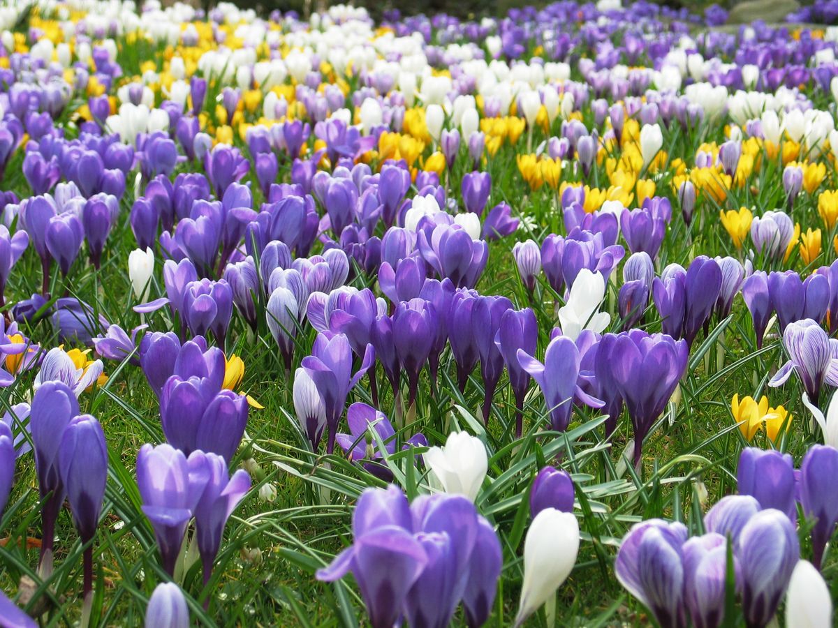 La tendance virale des pelouses à bulbes couvre votre jardin d'un tapis de fleurs printanières, et c'est le moment idéal pour en planter une.