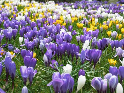 A close up of different colored crocus flowers growing on a lawn