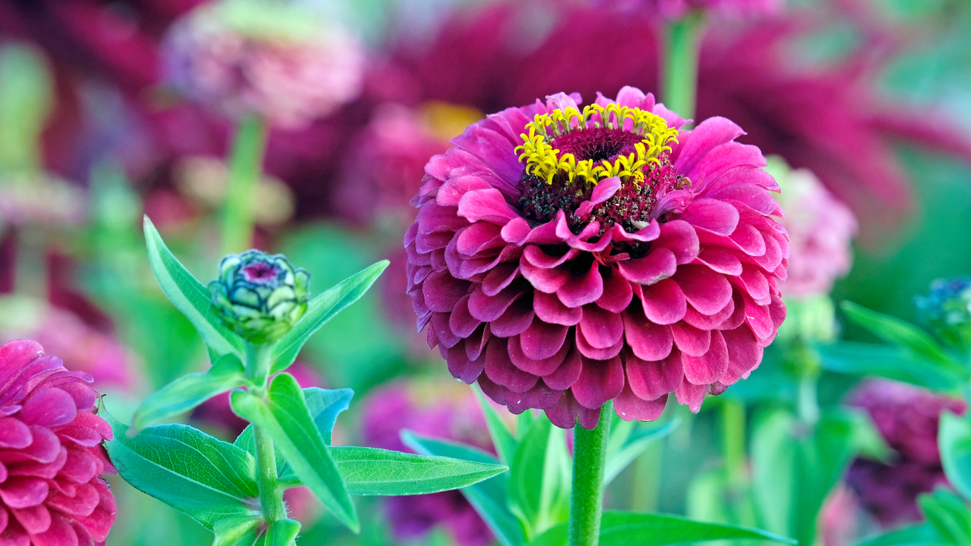 purple zinnia flower growing in a border