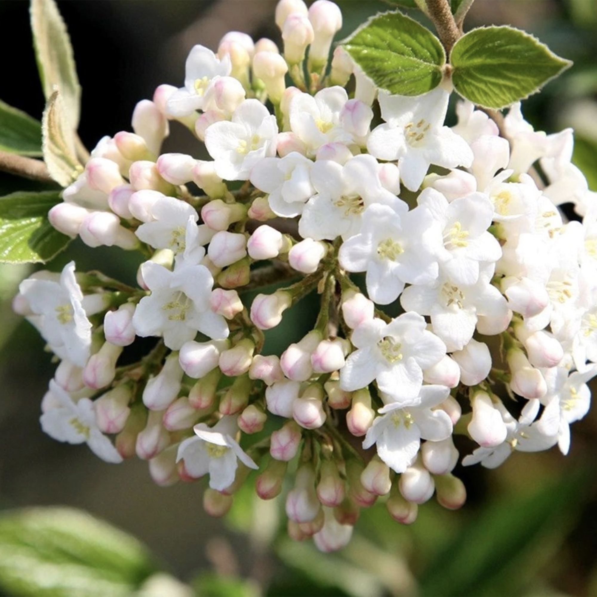  Viburnum × Burkwoodii | Burkwood Viburnum Viburnum × Burkwoodii | Burkwood Viburnum