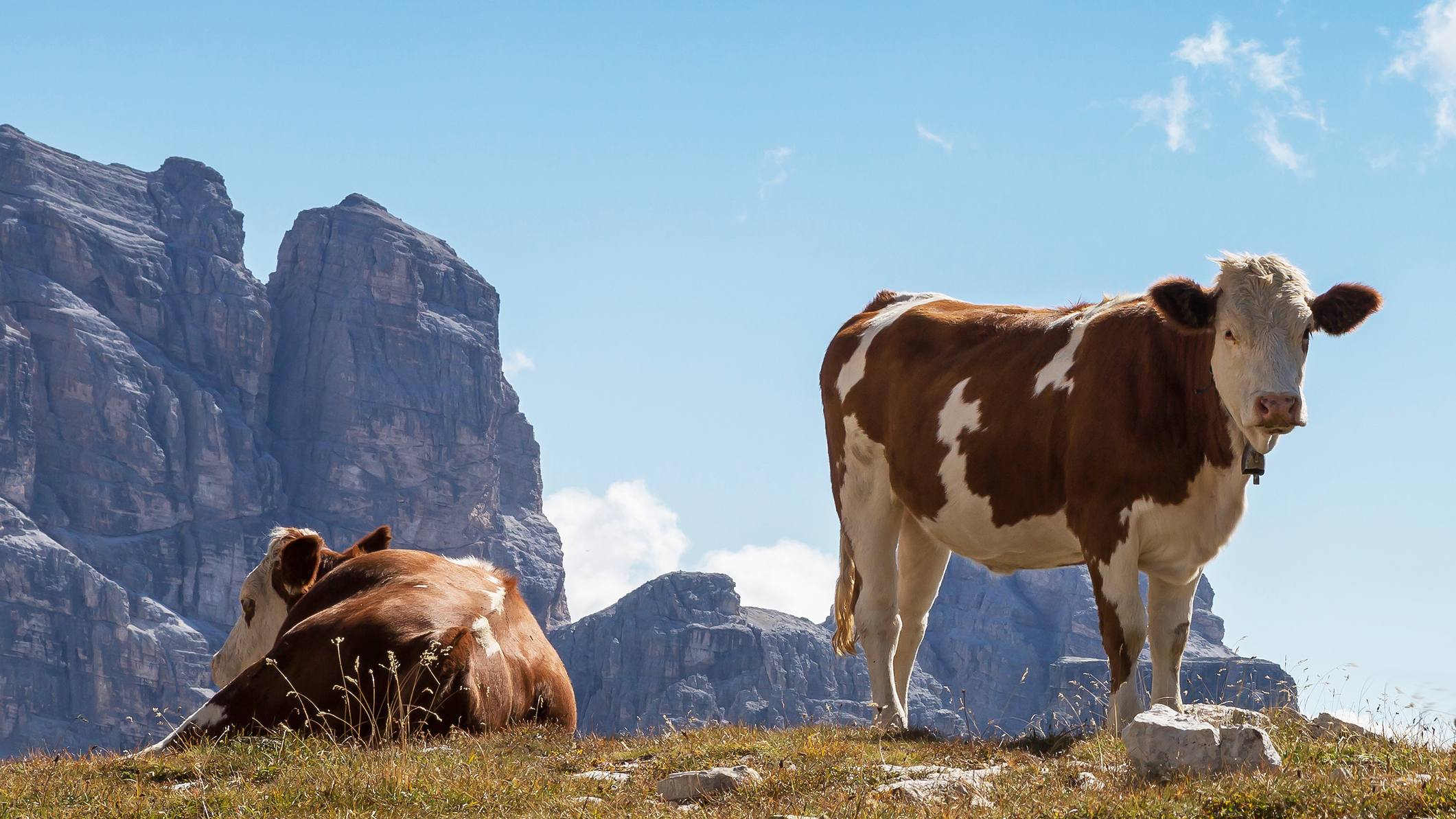 Two cows in the Dolomites, southern Alps