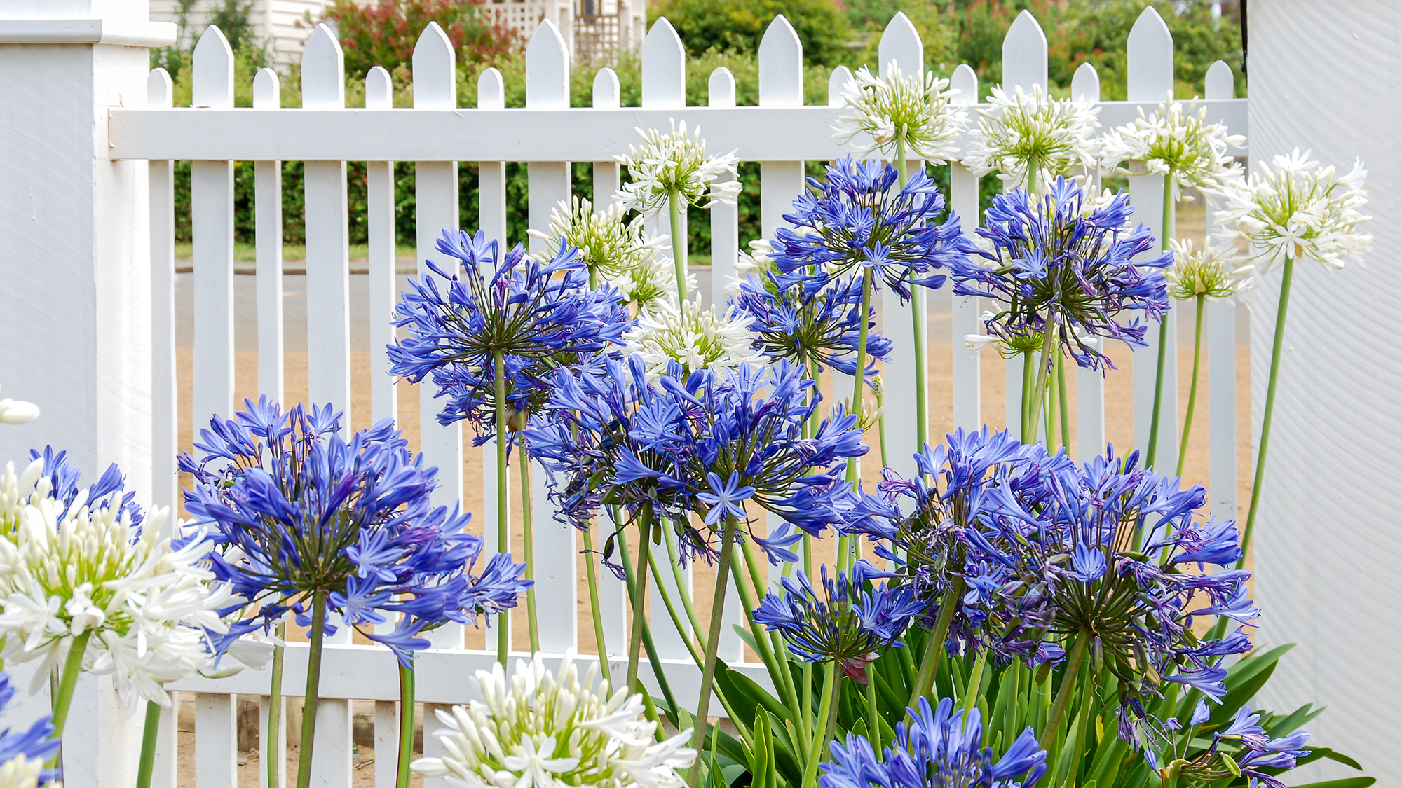 Agapanthus