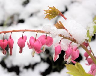 frost hardy bleeding hearts thriving in a late winter cold snap